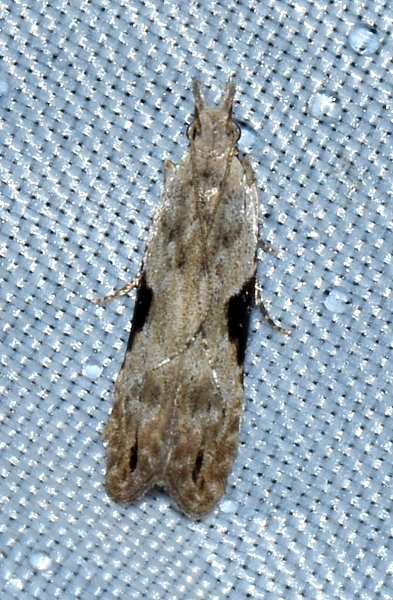 Hypatima rhomboidella - Gelechiidae? Sì
